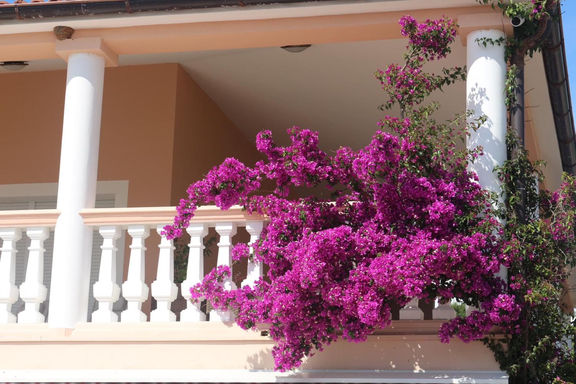 Olive House Διαμέρισμα Šimuni Εξωτερικό φωτογραφία