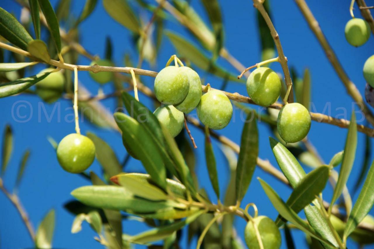 Olive House Διαμέρισμα Šimuni Εξωτερικό φωτογραφία